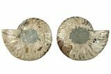 Cut & Polished, Crystal-Filled Ammonite Fossil - Madagascar #292799-1